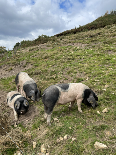 Le Porc Kintoa du Pays Basque illustre parfaitement cette exigence de qualité.