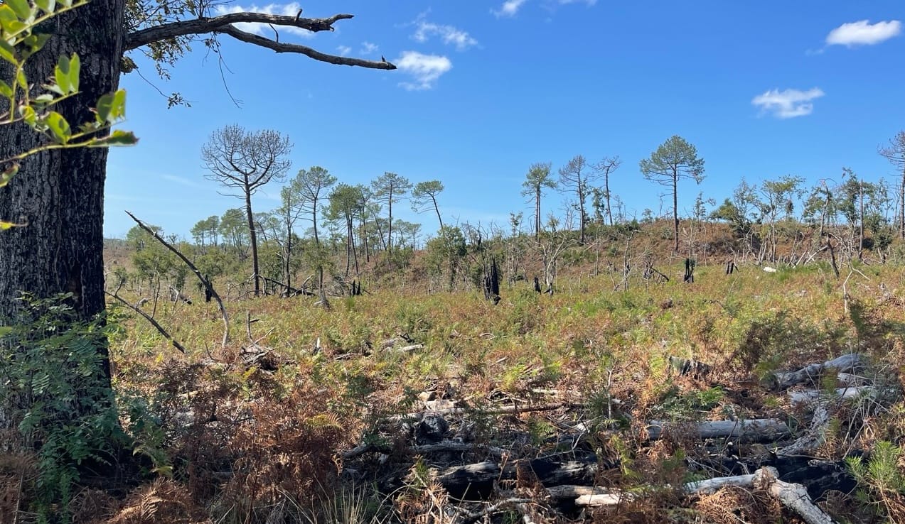 Dossier Quel avenir pour la forêt des Landes ? (2/6) : Qui possède vraiment la forêt des Landes ?