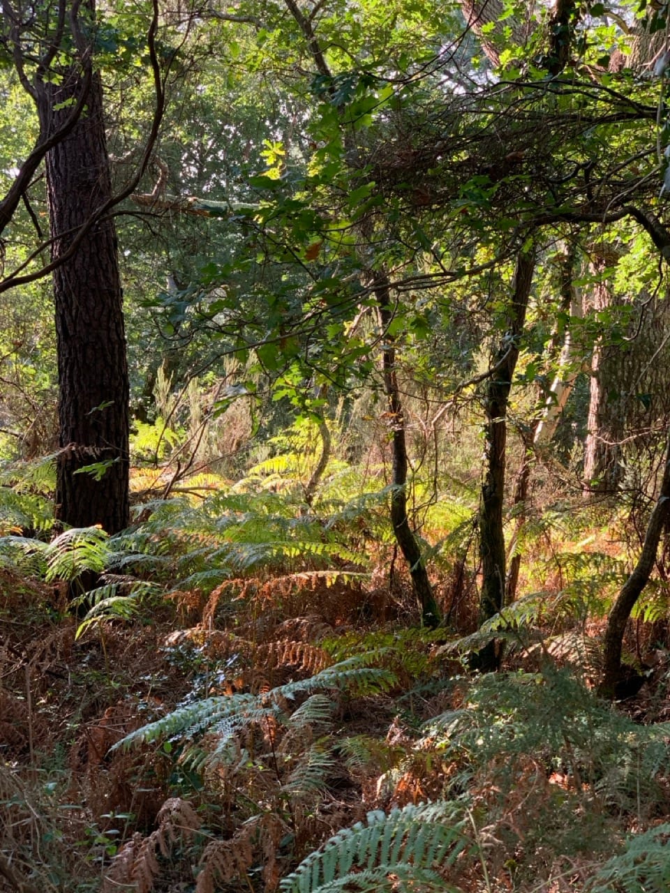 Dossier Quel avenir pour la forêt des Landes ? (3/6) : Incendies dans les Landes : Le problème n'est pas le pin, c'est la sécheresse !